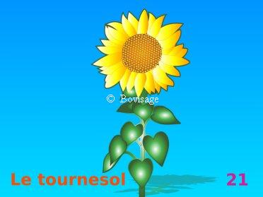 le tournesol